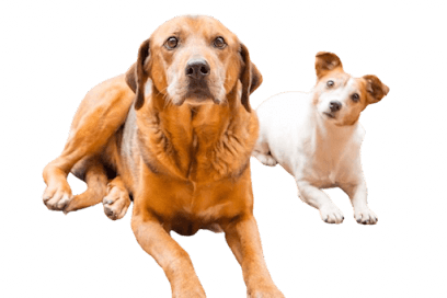 Kleintierpraxis Anas Alshehna