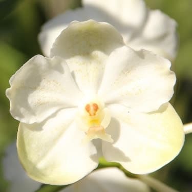 Praxis für Heilpraktik HP Dr. Martin Hoßfeld / Medical Esthetics Aachen / Medical Fitness & Krav Maga Aachen